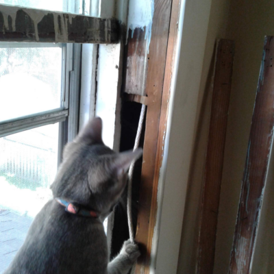 Sash Cords Cat playing with sash cords